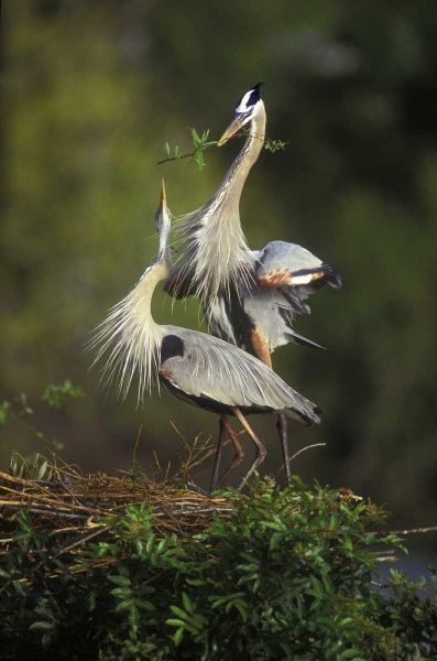 FL, South Venice Great blue herons in courtship